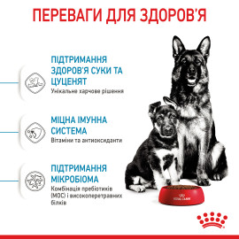 Royal Canin  MAXI STARTER