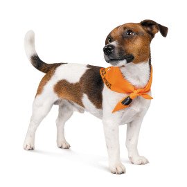 Бандана CASPER Хэллоуин 2021Pet Fashion 