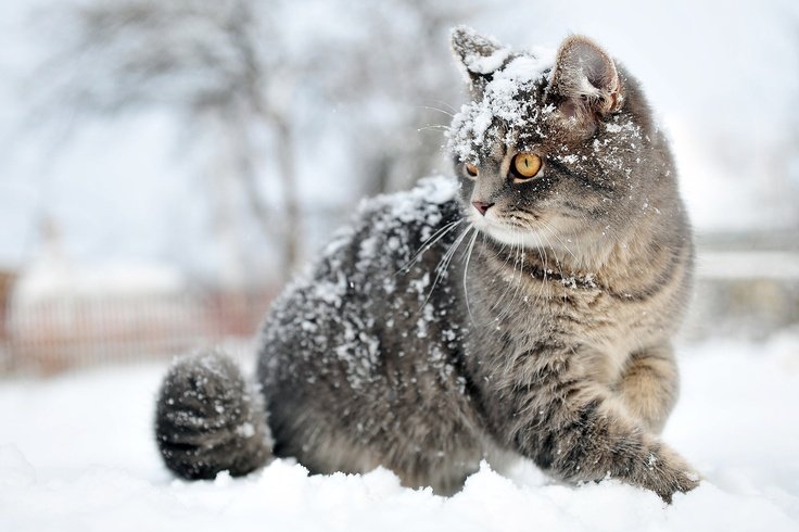 Какой уход нужен кошке зимой?