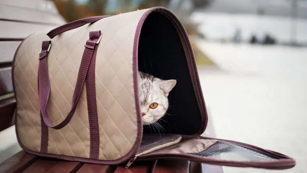 Переноска для кота: какую выбрать?