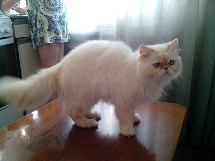 Кошки